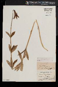 Lilium canadense image