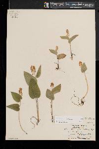 Maianthemum canadense image