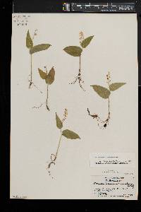 Maianthemum canadense image