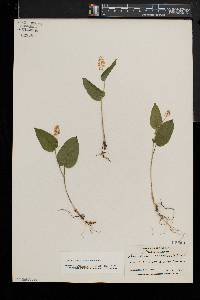 Maianthemum canadense image