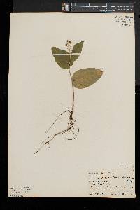 Maianthemum canadense image