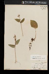 Maianthemum canadense image