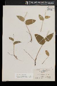 Maianthemum canadense image