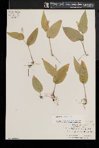 Maianthemum canadense image