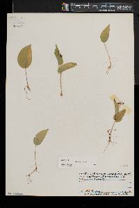 Maianthemum canadense image