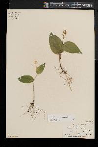 Maianthemum canadense image