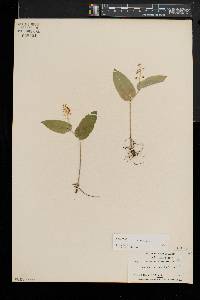 Maianthemum canadense image