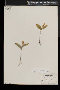 Maianthemum canadense image