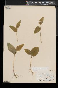 Maianthemum canadense image