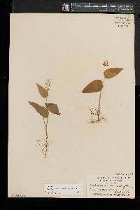 Maianthemum canadense image