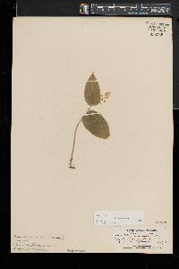 Maianthemum canadense image