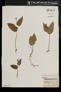 Maianthemum canadense image