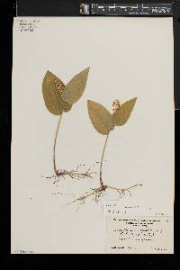 Maianthemum canadense image