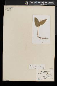 Maianthemum canadense image