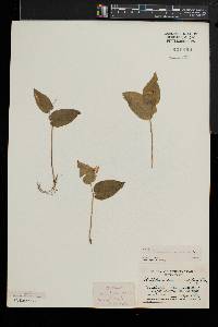 Maianthemum canadense image