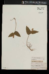 Maianthemum canadense image