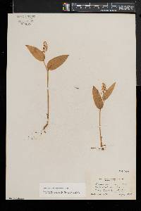 Maianthemum canadense image