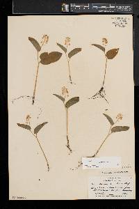 Maianthemum canadense image