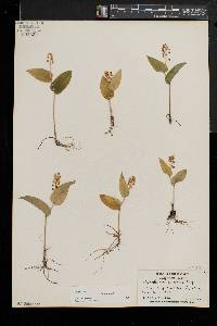 Maianthemum canadense image