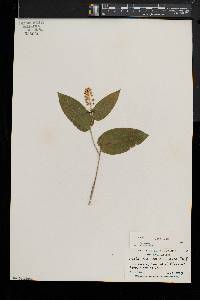 Maianthemum canadense image