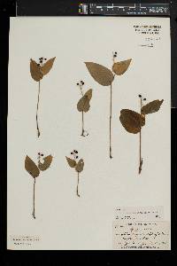 Maianthemum canadense image