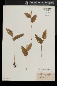 Maianthemum canadense image