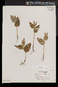 Maianthemum canadense image