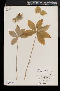 Medeola virginiana image