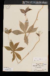 Medeola virginiana image