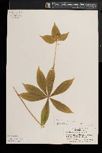 Medeola virginiana image