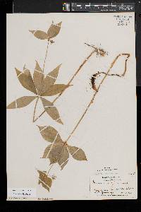 Medeola virginiana image