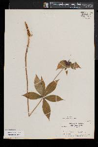 Medeola virginiana image