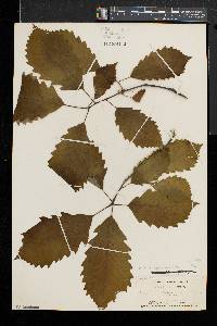 Quercus montana image