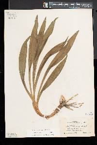 Veratrum virginicum image