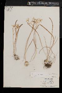 Ornithogalum umbellatum image