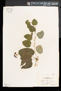 Smilax herbacea image