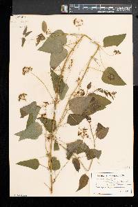 Smilax herbacea image