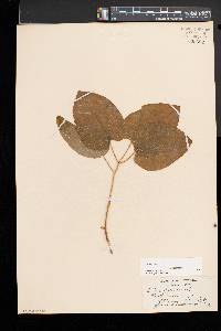 Smilax herbacea image