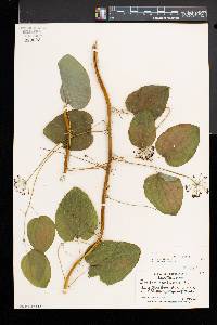 Smilax herbacea image