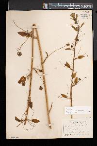 Smilax herbacea image