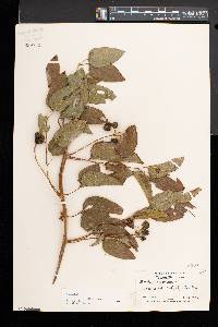 Smilax herbacea image