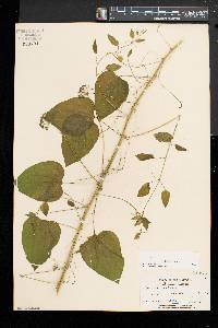 Smilax herbacea image