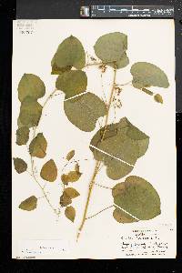 Smilax herbacea image