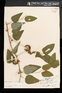 Smilax herbacea image