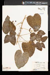 Smilax herbacea image