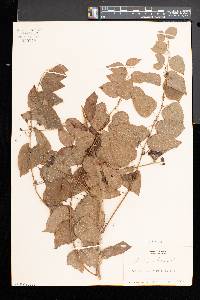 Smilax herbacea image