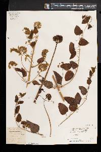 Smilax herbacea image