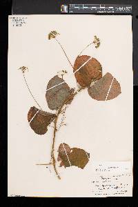 Smilax herbacea image