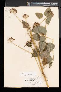 Smilax herbacea image