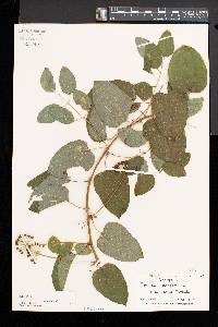 Smilax herbacea image